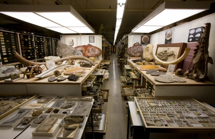 Interior room with multiple storage drawers of natural history specimens and rocks.