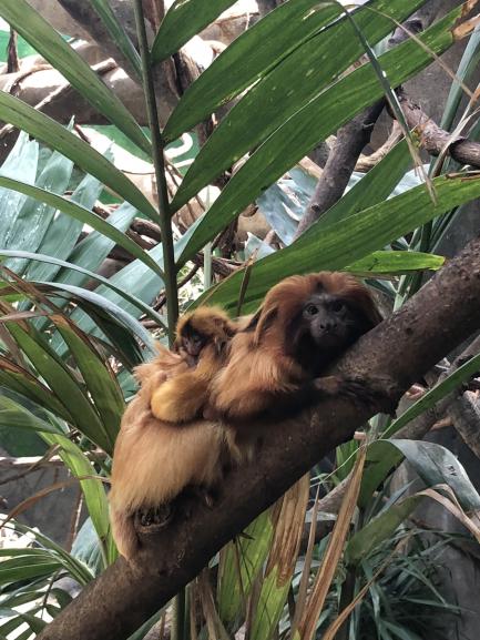 Golden Lion Tamarins