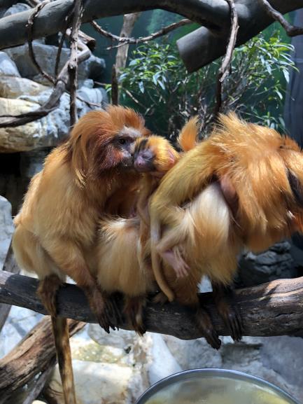 Golden Lion Tamarins
