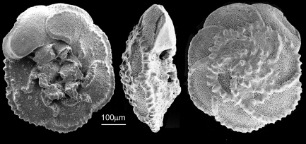 Black and white graphic of small shell shape from bottom, top and side.