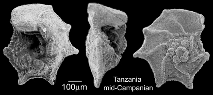 Black and white graphic of shell shape with semi-circular shape, from bottom, side and top.