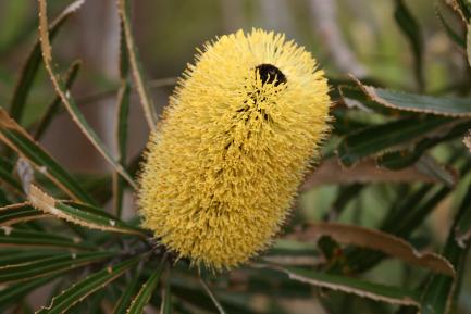 Yellow barrel-shaped fungus