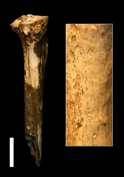 Fossil human bones showing cut marks