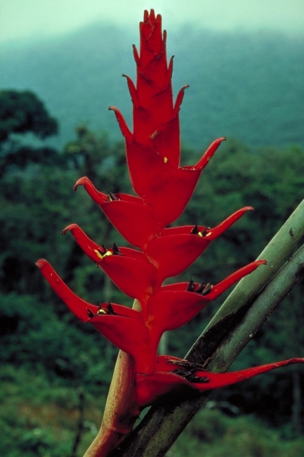 Plant in a conical shape with vibrant red leaves