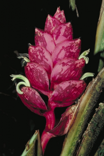 Plant with magenta pink leaves shaped like large almonds.