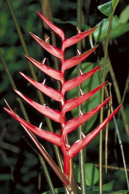 Plant with long, thin, bright red leaves in a needle shape.