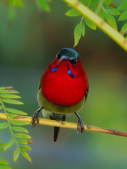 Bird perched on branch