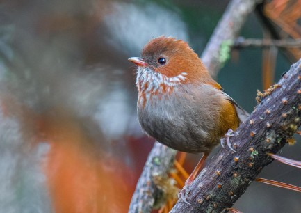 Bird perched on woody branch
