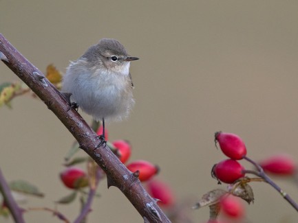 Bird perched on woody branch