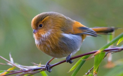 Bird perched on small wooden branch