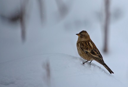 Bird perched on small twig surrounded by snow