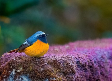 Bird sits on top of floral perch