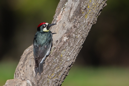 Woodpecker on a tree