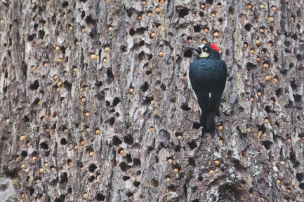 Woodpecker on a tree