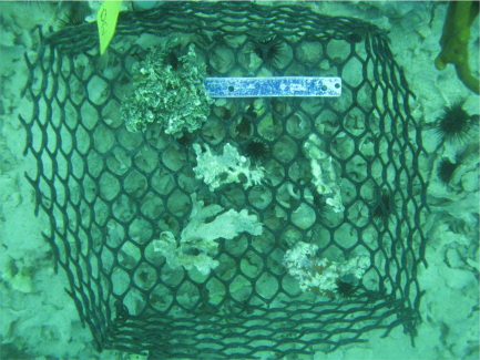 coral fragments
