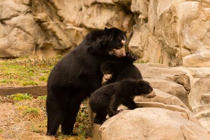 Andean bears