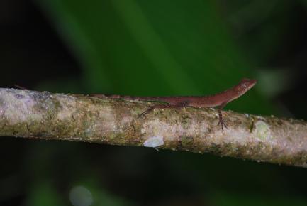 Lizard on branch