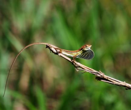 lizard on branch