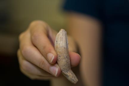 close up of jaguar tooth