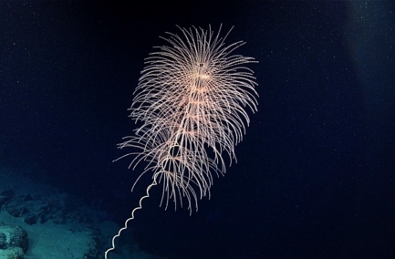 A bioluminescent shape, sort of like a firework, against a black background.