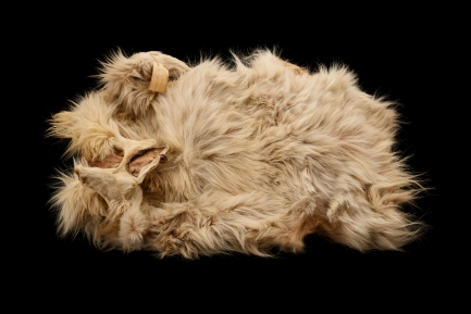 Photograph of tan dog pelt against black background.