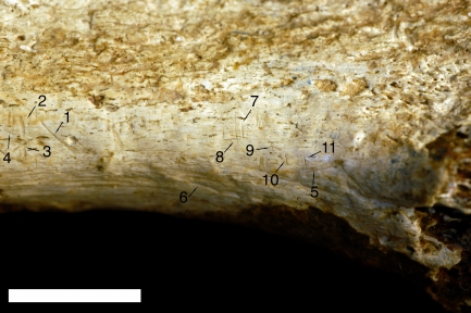 Close-up of cut marks on fossil tibia