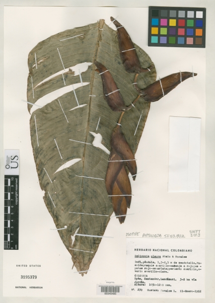Dried leaf specimen of large green teardrop leaf.