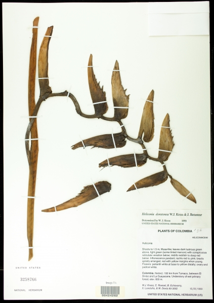 Dried leaf specimen with thin, small leafs.