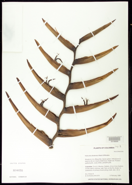 Dried specimen with ten alternating thin leaves.