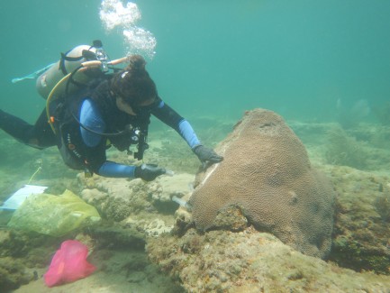 A female diver in a black suit and oxygen tank uses a syringe to apply something to a large, boulder-esque coral.