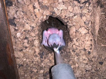 Hatchling