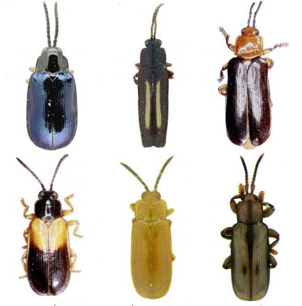 six rolled leaf beetles