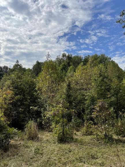 Medium shot of forest with new growth
