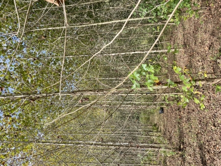 Close-up of sycamore trees