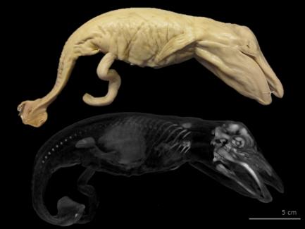 Blue whale fetus