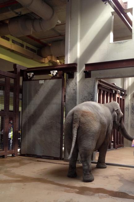 Asian Elephant Bozie Arrives at the Smithsonian’s National Zoo