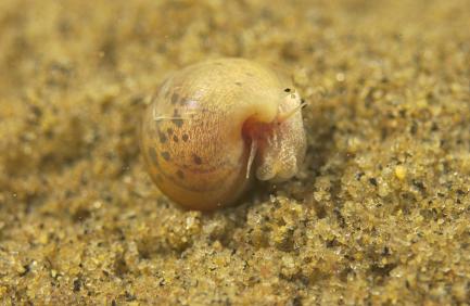 B. nyassanus