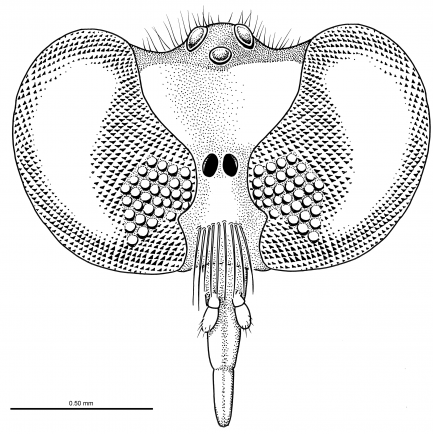 Burmapogon drawing