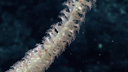 A close-up of a piece of coral with small ivory, flowerlike pieces that have delicate, spiky edges at the tip.