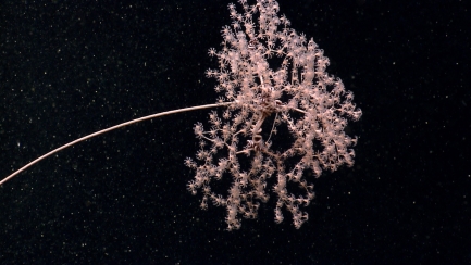 A light-colored coral in the shape of baby breath flowers against black background.