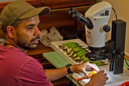 Man works at a microscope with bird specimen