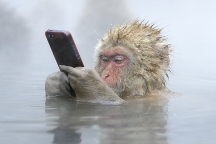 Monkey holds cell phone while sitting in water