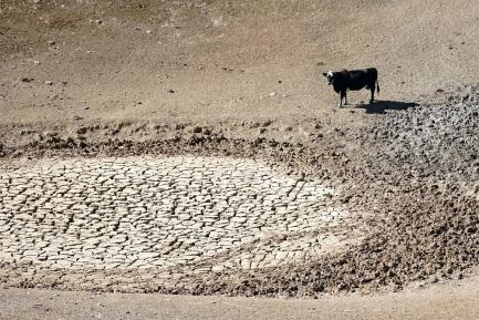A cow lingers at a dry waterhole