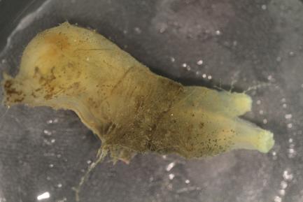 Marine snail