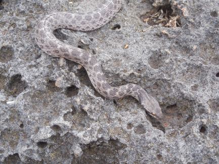 Clarion Nightsnake
