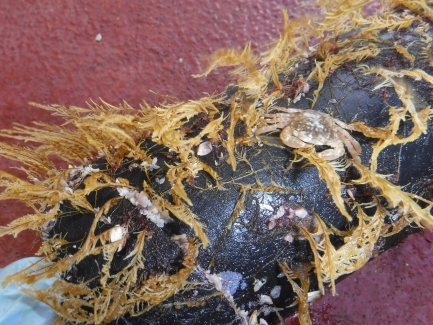 Close up of debris