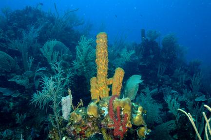 colorful coral.