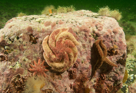Close up of coral reef and algaes