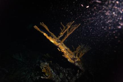 underwater coral