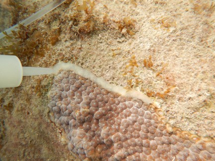 Close-up of a bubbly, rough-textured underwater coral with the tip of a syringe applying clear paste